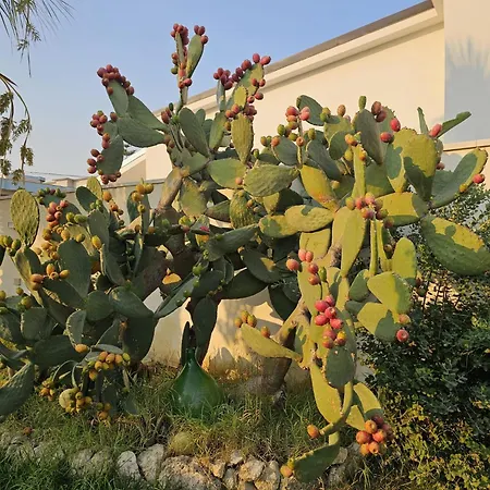 Minoa Relax 招待所 *